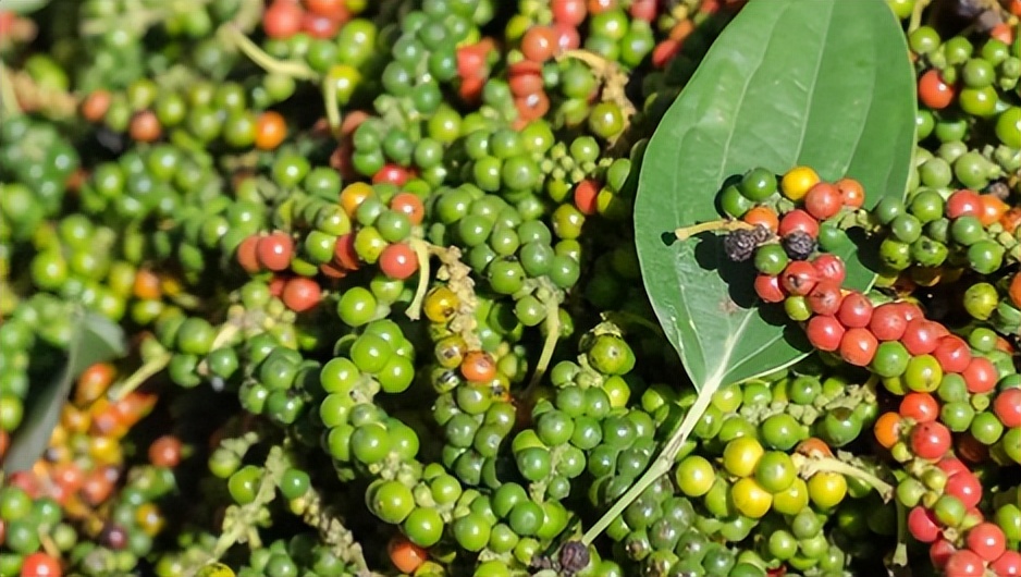 「品牌展播」中国地理标志农产品品牌展播（海南海口篇）