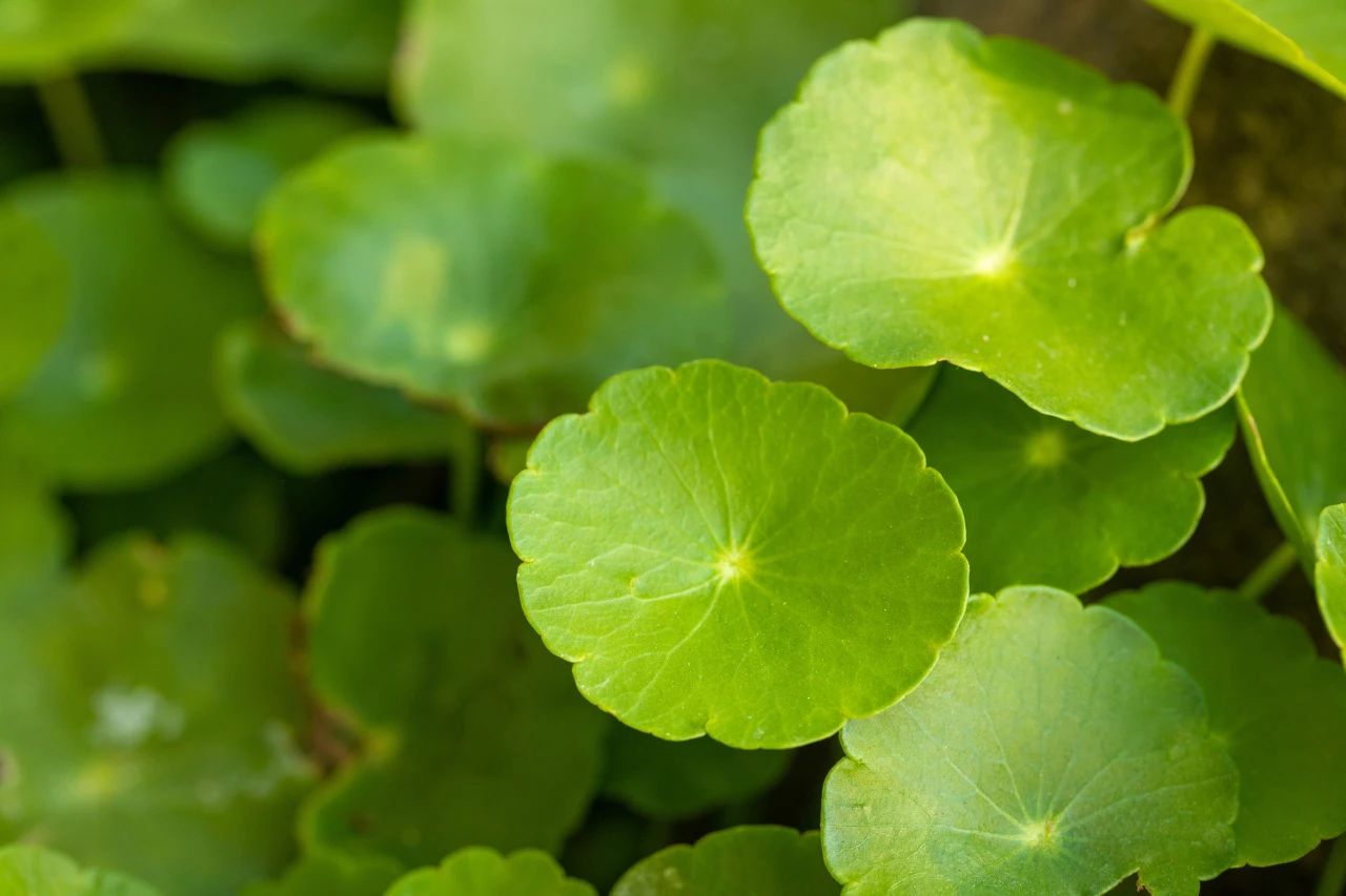 家里都要养4种财运花,财神养什么花最好