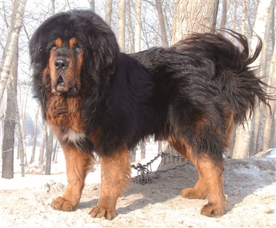 西藏有哪些世界名犬,世界十大名犬排行榜