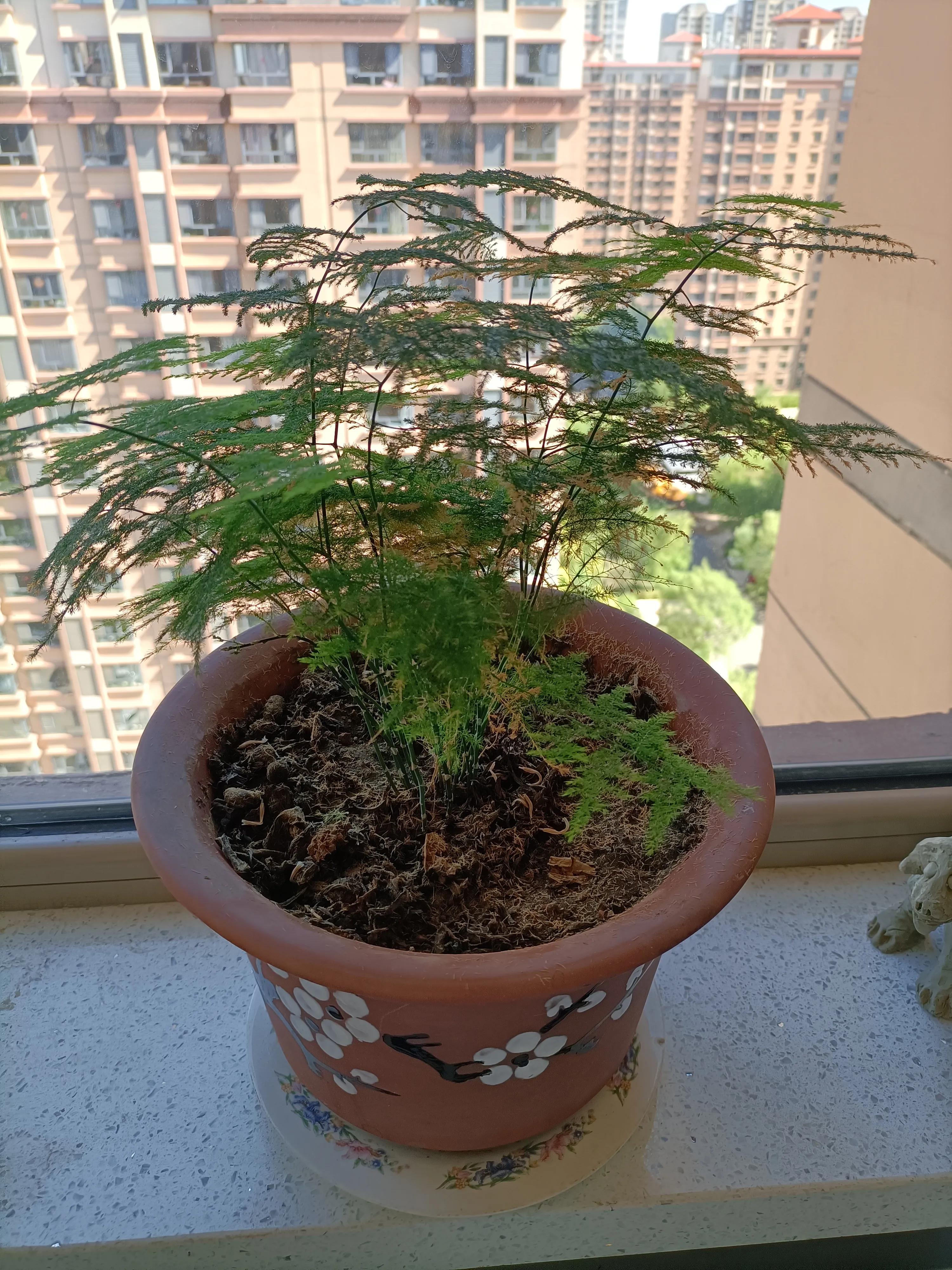 花卉市场的花有什么猫腻,为什么花市的花卉株型特别好