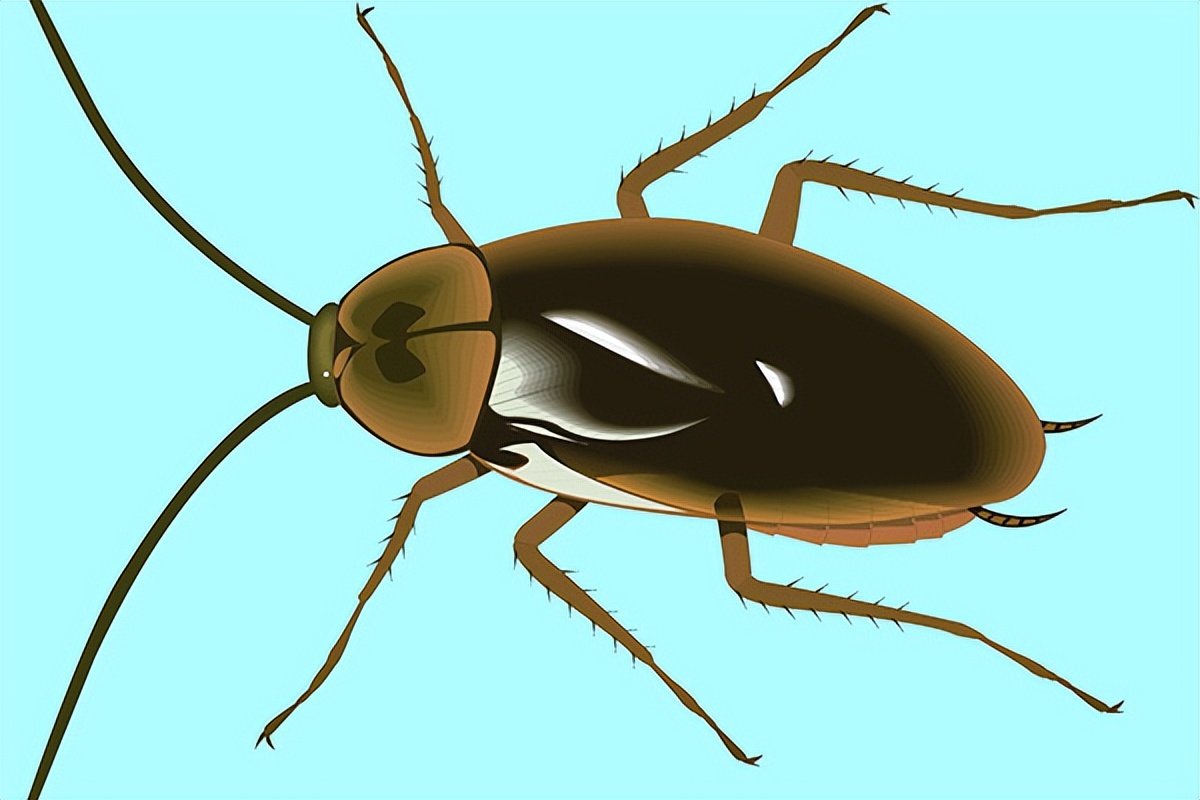 防治蟑螂最有效的方法,蟑螂的防治和消灭的一个操作流程