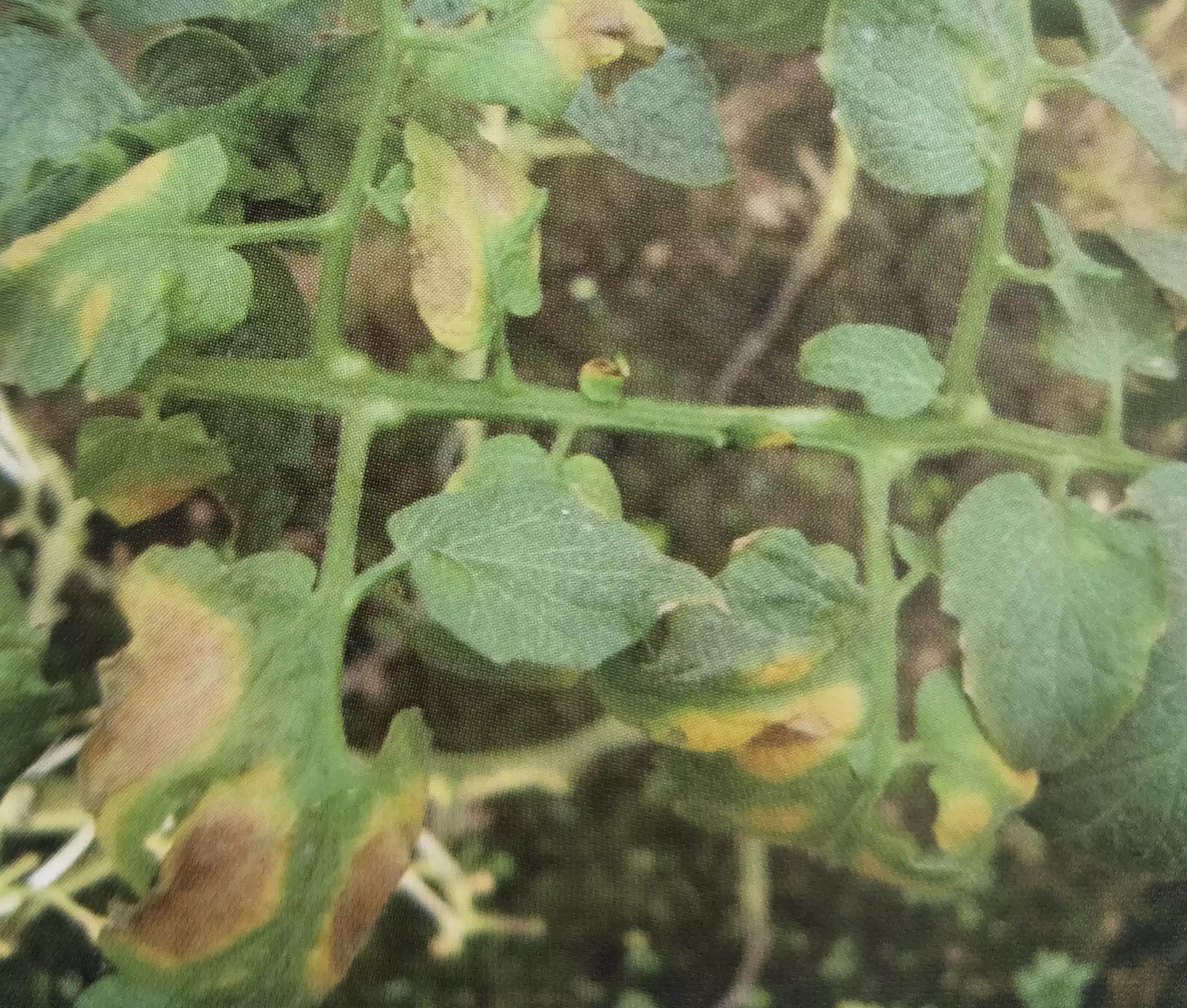 番茄果实病斑似眼,有说是鱼目斑病,有说是鸟眼斑病,到底是啥病