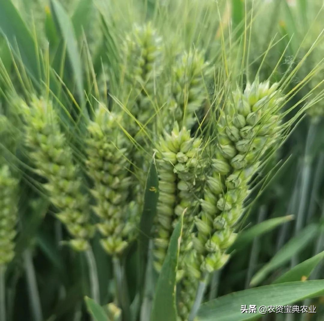 河南农大郭天财讲农业,河南农大郭天财