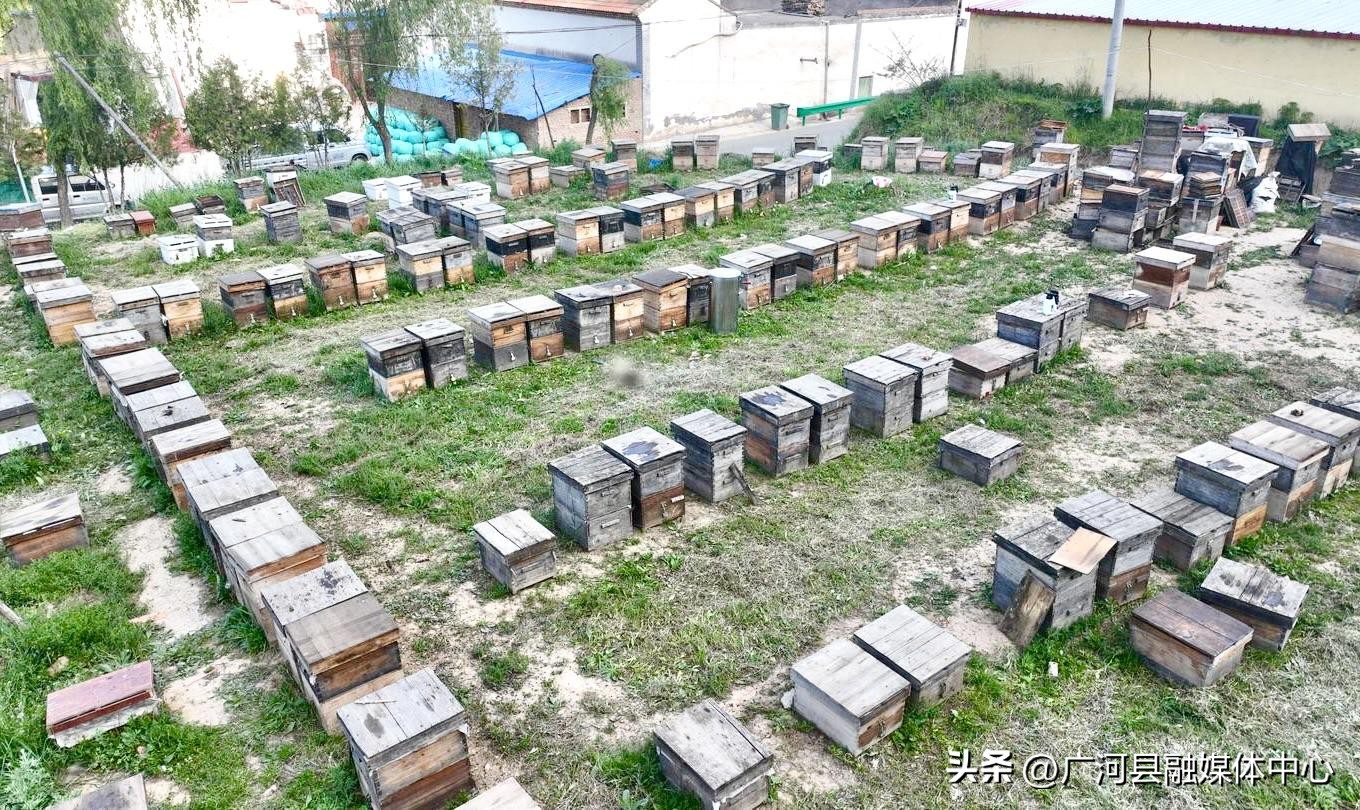 80后养蜂夫妻的日常生活,80后养蜂人的视频