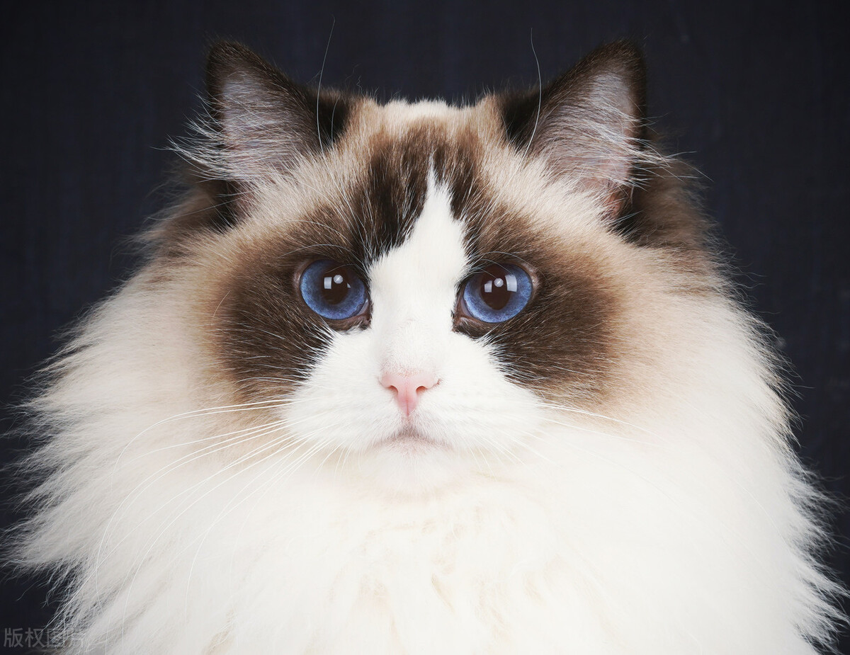 宠物猫养什么品种好,宠物猫什么品种好养又便宜