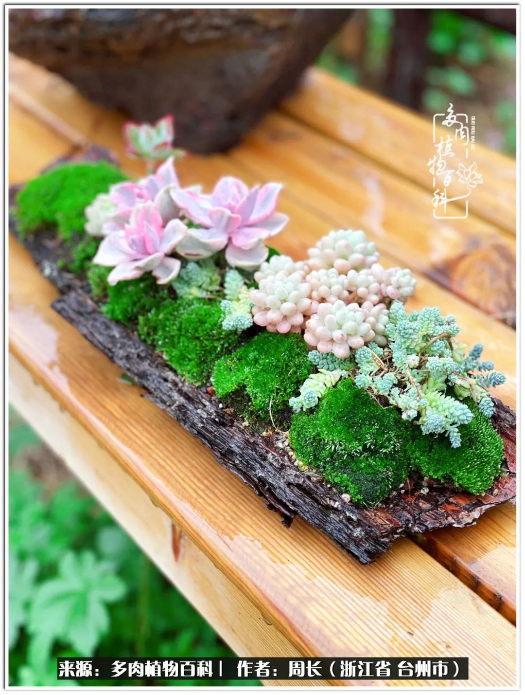 多肉拼盘新手入门,多肉拼盘说说