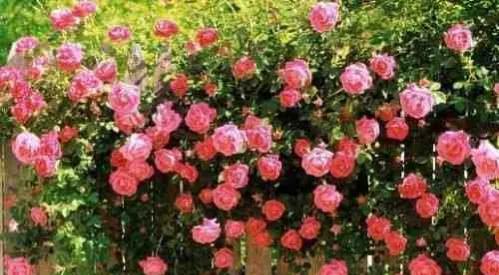 中庸智慧精华解析,中庸之道是先圣先贤的智慧结晶