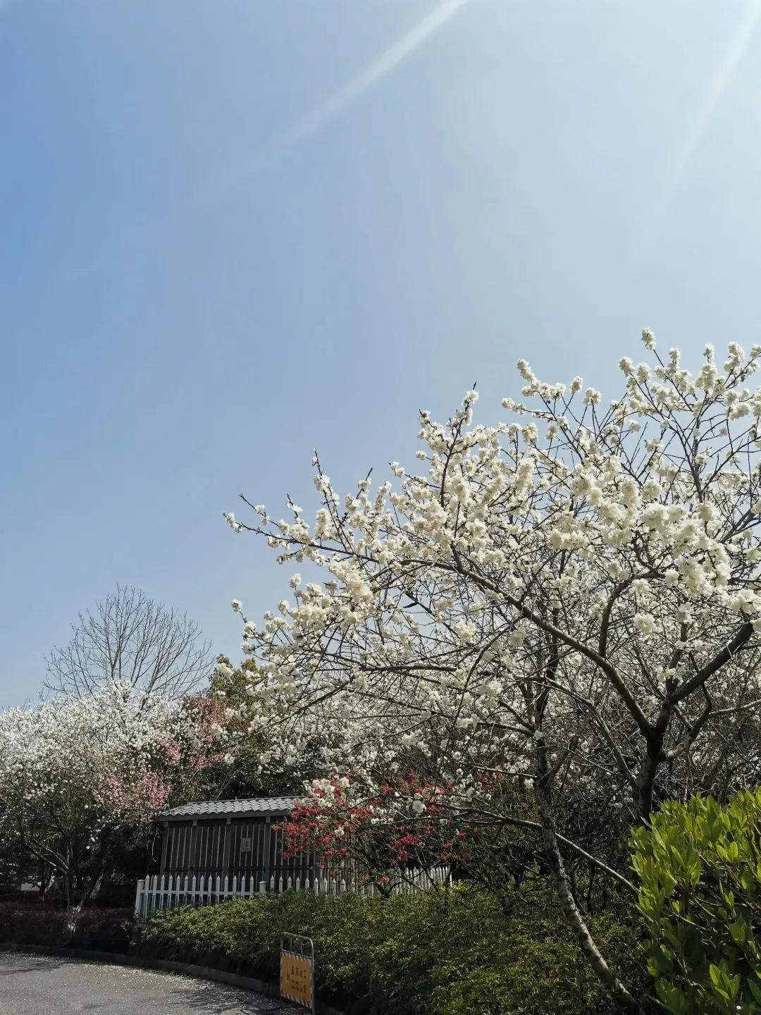 大草坪放风筝,草坪大风筝
