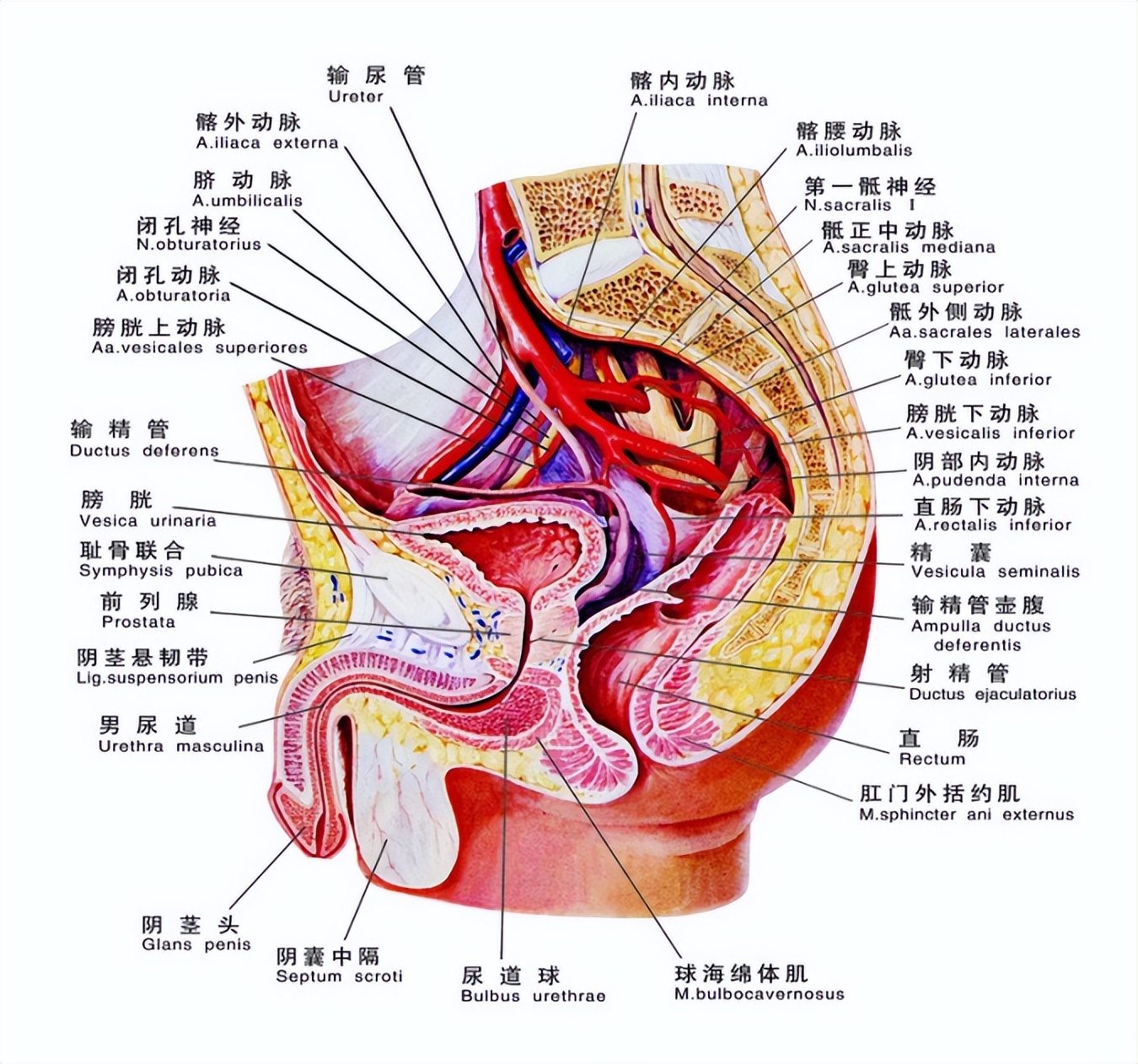 阴部神经电针刺激联合盆底肌锻炼治疗前列腺癌术后尿*禁失**