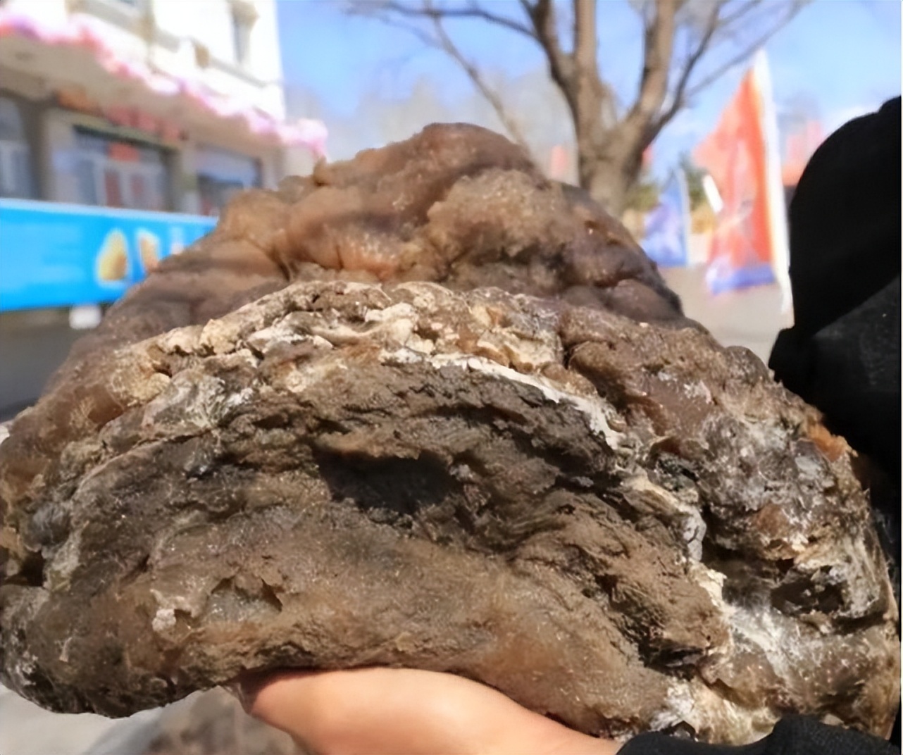 捡到200多斤的太岁能卖多少钱,大连男子捡到太岁