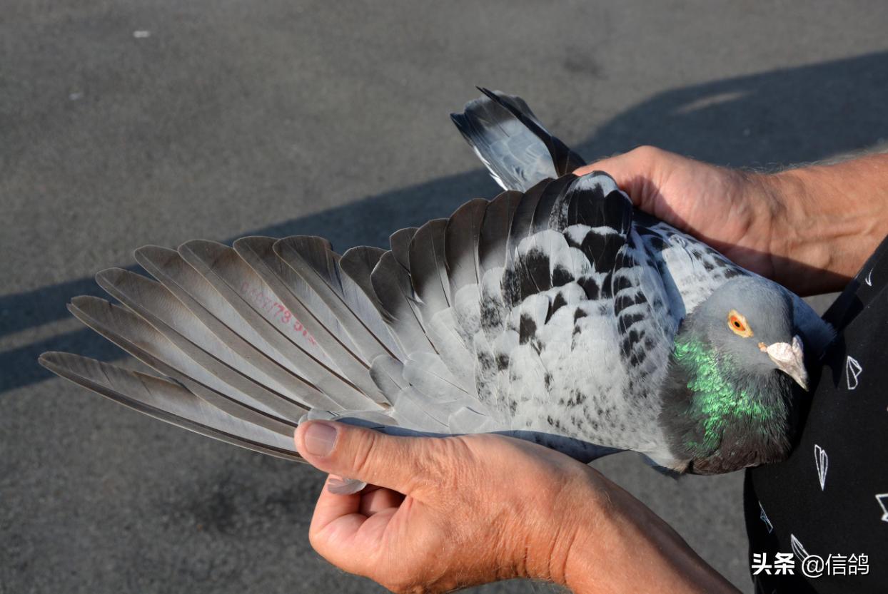 阿曼多信鸽的所有后代,阿曼多冠军赛鸽