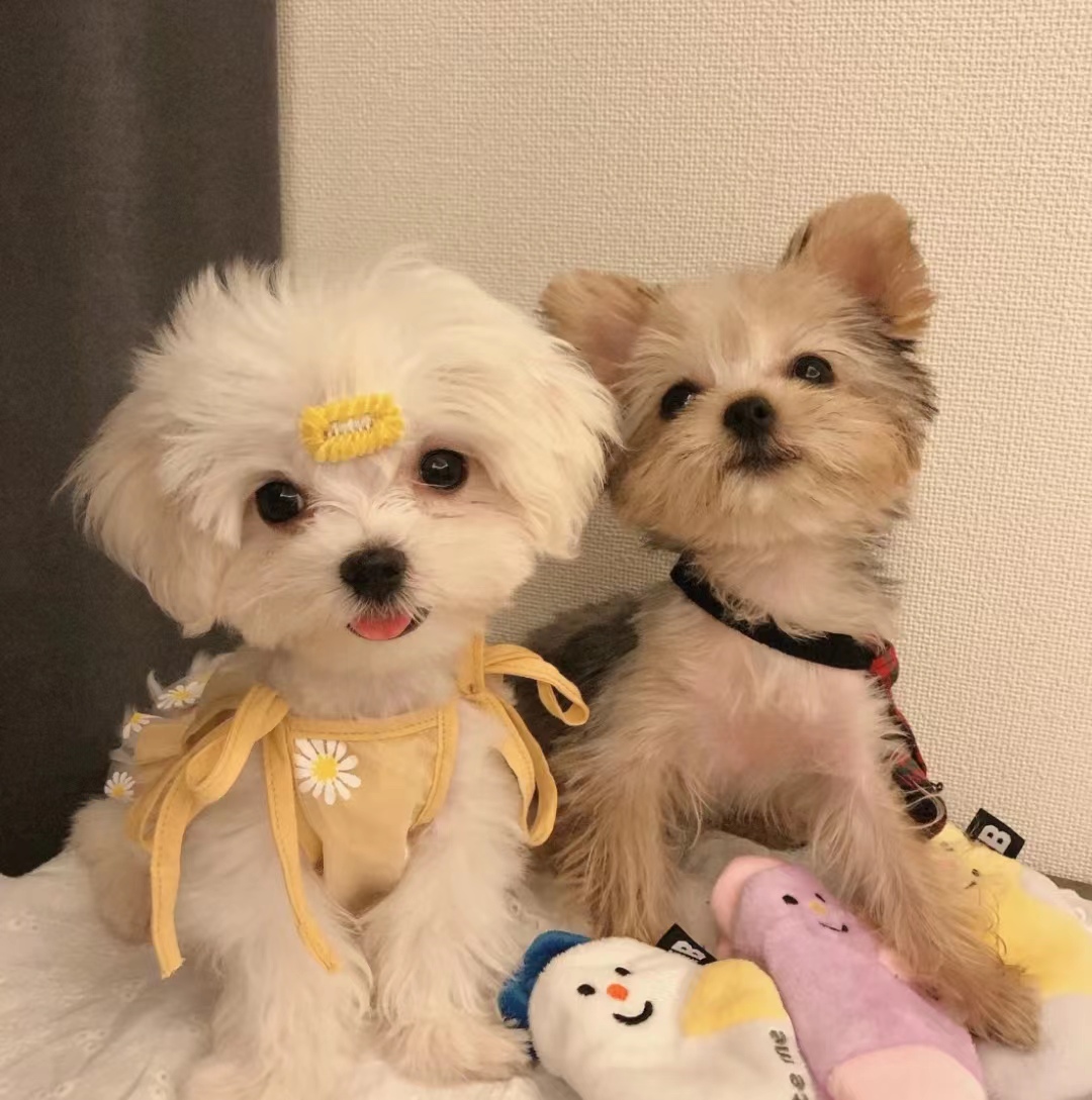 鑫马国际名宠约克夏vs马尔济斯,约克夏和马尔济斯哪个更粘人