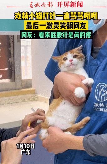 公猫出去一天一夜了都没回家,公猫出去三天没回来了