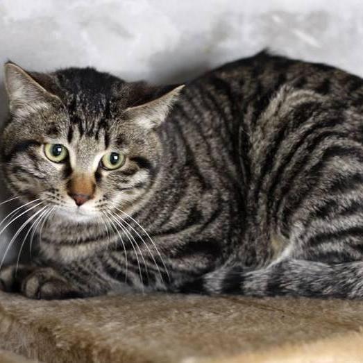 新手小白养猫需要做哪些功课,新手小白养猫要注意什么