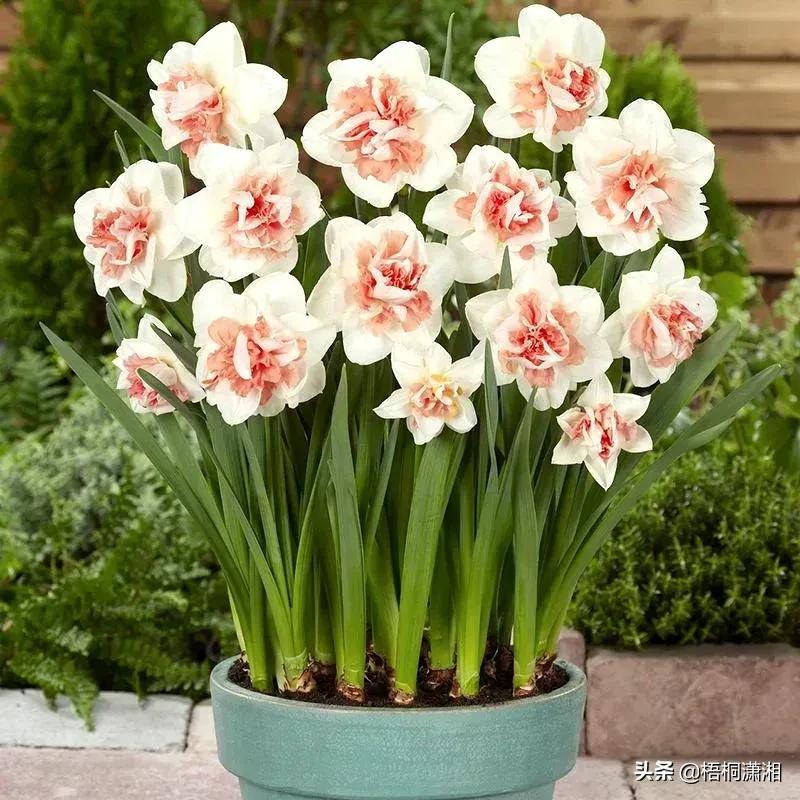 这种花养护非常简单,4种花随便一养就爆盆
