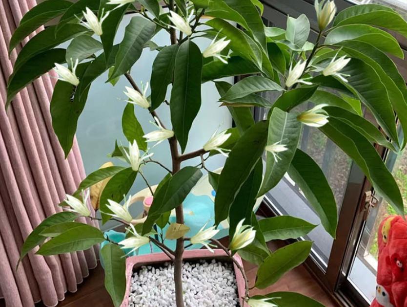 白兰花养护技巧和注意事项,白兰花养护的技巧和方法