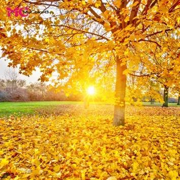 头条挑战赛：对《七律·秋兴（平水韵/孤雁出群格）》的引证解释