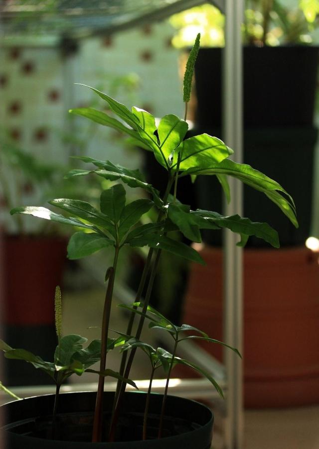 大型叶蕨类植物有哪些品种,常见的蕨类植物3种