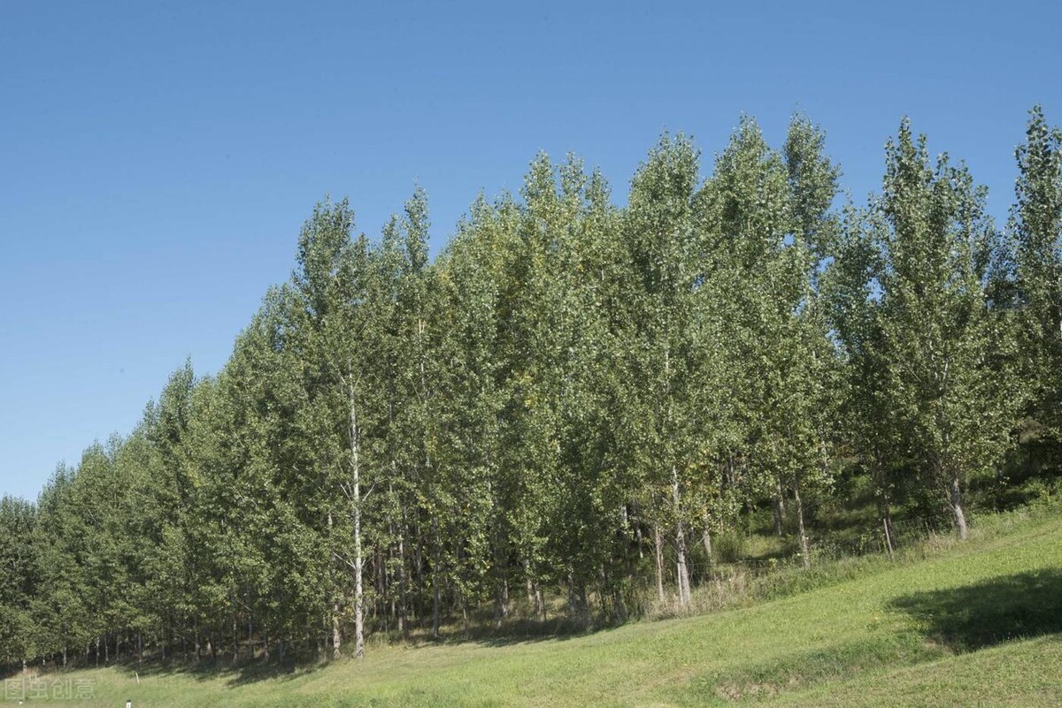 济宁杨絮“猛如虎”，为何多年公认的摇钱树，现在却让人深恶痛绝