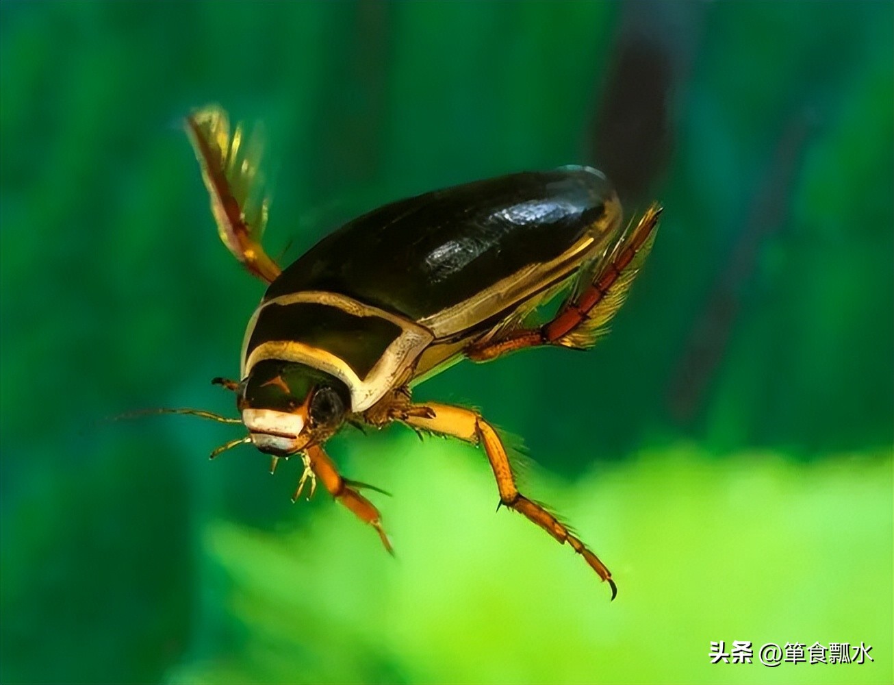 龙虱和水龟虫图片,龙虱幼虫水蜈蚣药用价值