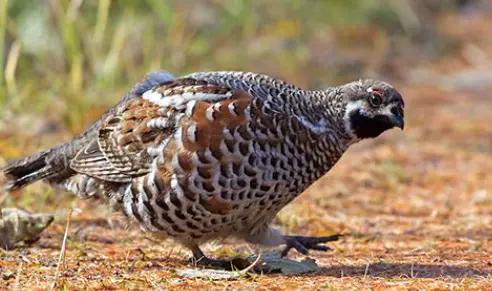 野鸡夜里怕灯光吗,冬天野鸡夜间常躲在哪里