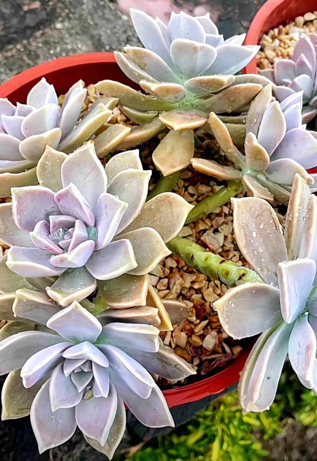 中国养宠物的小姐姐,西班牙养多肉