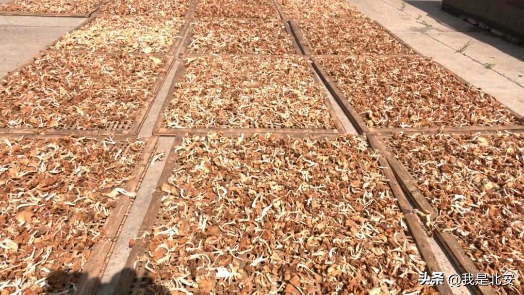 乡村振兴菌菇产业图文,扶贫菇铺就脱贫致富路