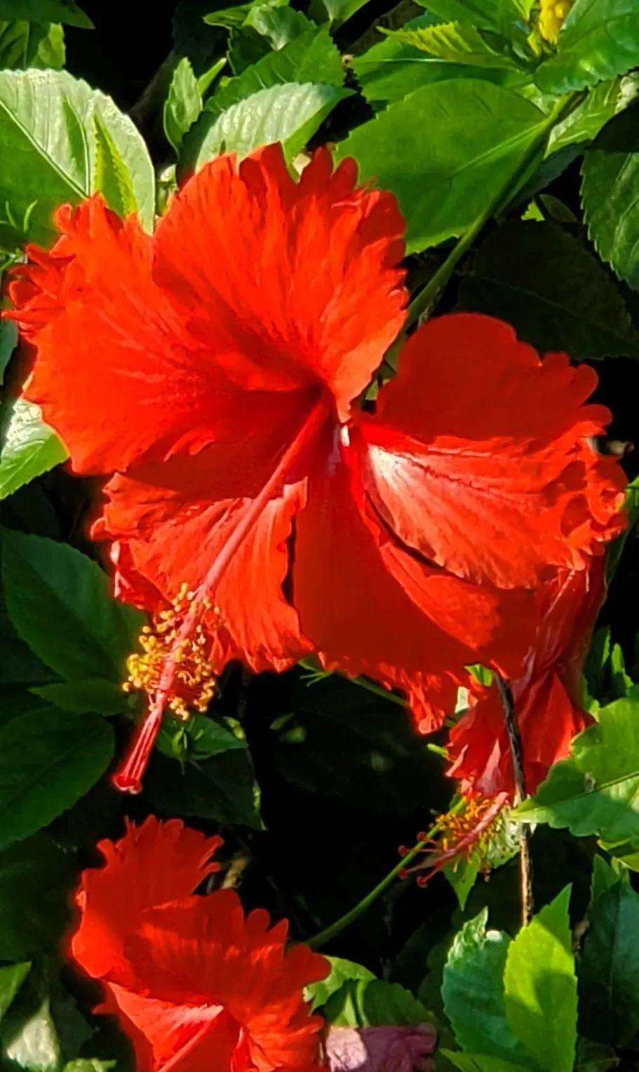 国色天香秀色可餐的美女 (秀色可餐与国色天香)