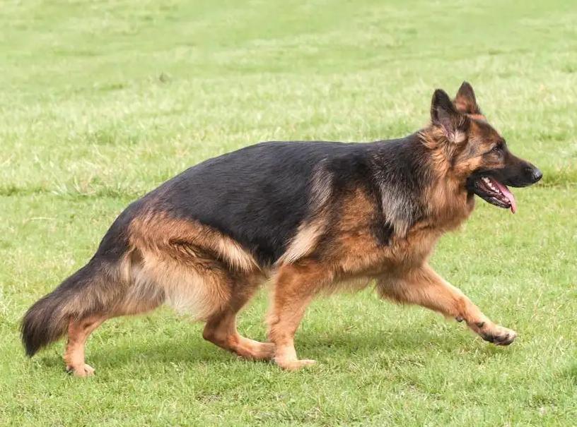 告诉狗狗秘密,告诉你一个秘密养猫就要养暹罗猫