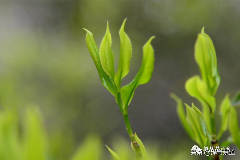 了解一下凤凰单丛,了解凤凰单丛