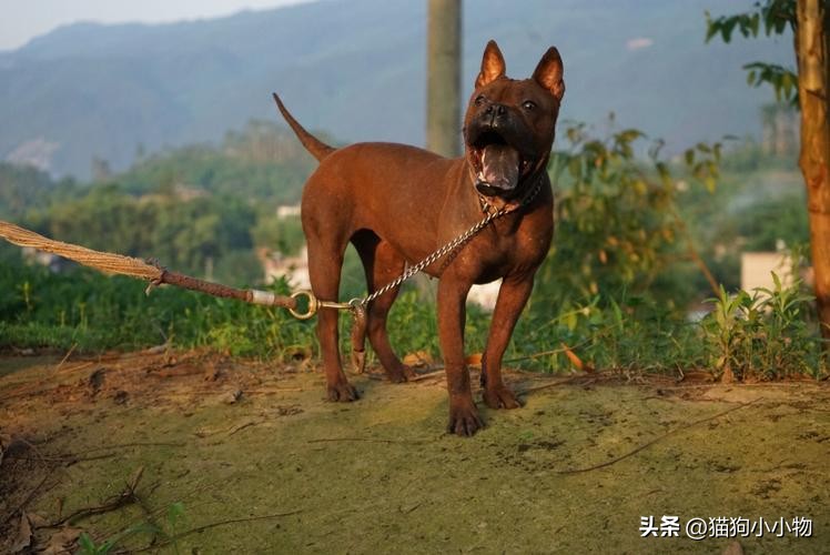 川东猎犬是中国古老犬种吗,川东猎犬可爱