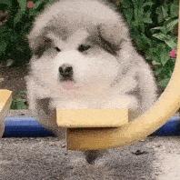 适合家养的狗狗优缺点,狗狗的优缺点