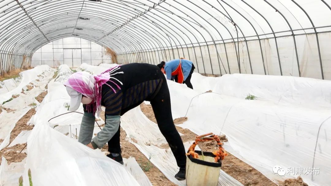 北宋镇：芦笋早上市市民乐尝鲜