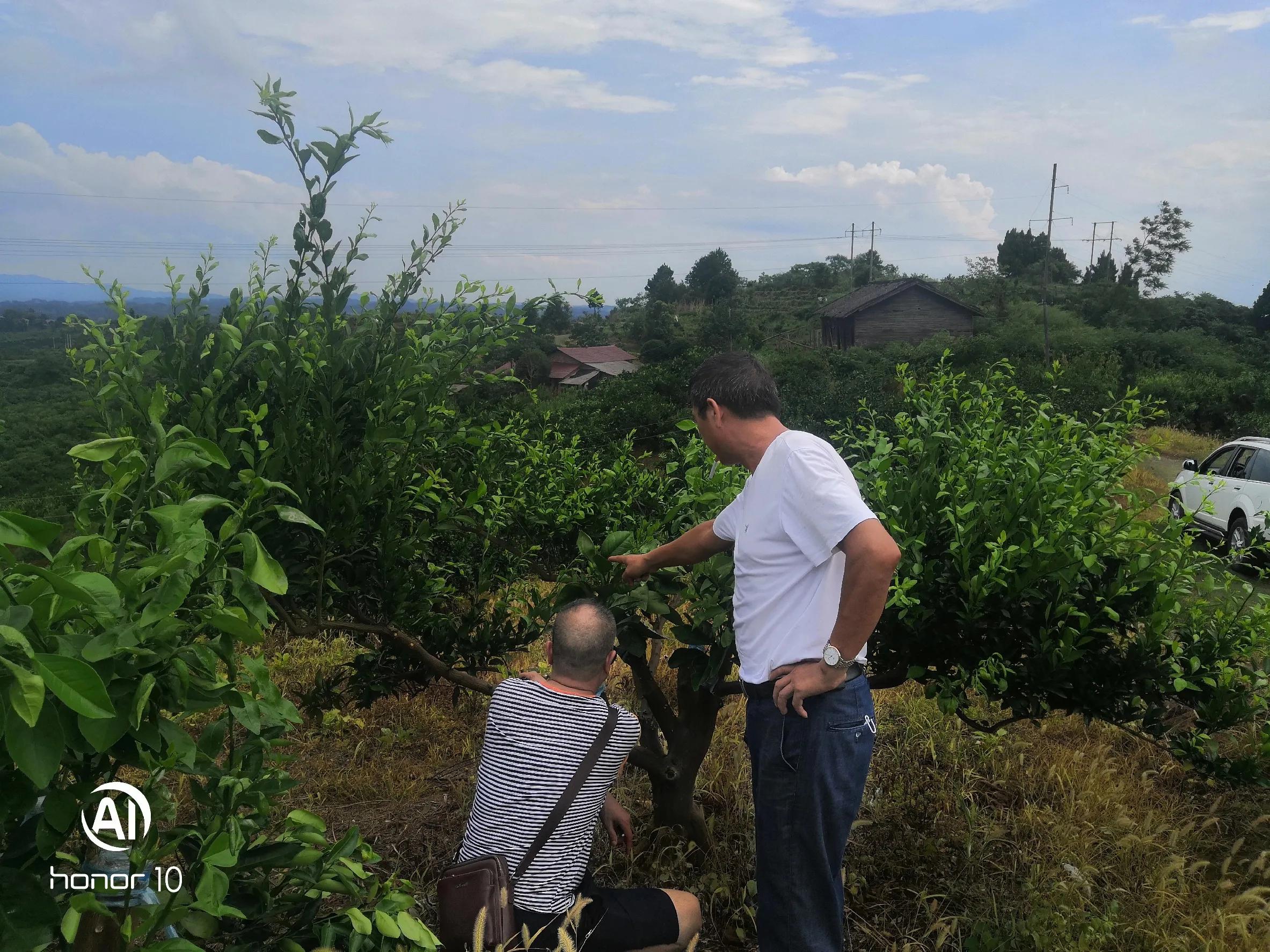 大力发展柑橘产业,培育壮大柑橘业助力乡村振兴