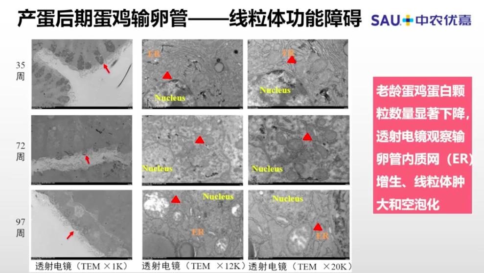 中农优嘉饲料好在哪方面,中农优嘉预混料质量怎么样