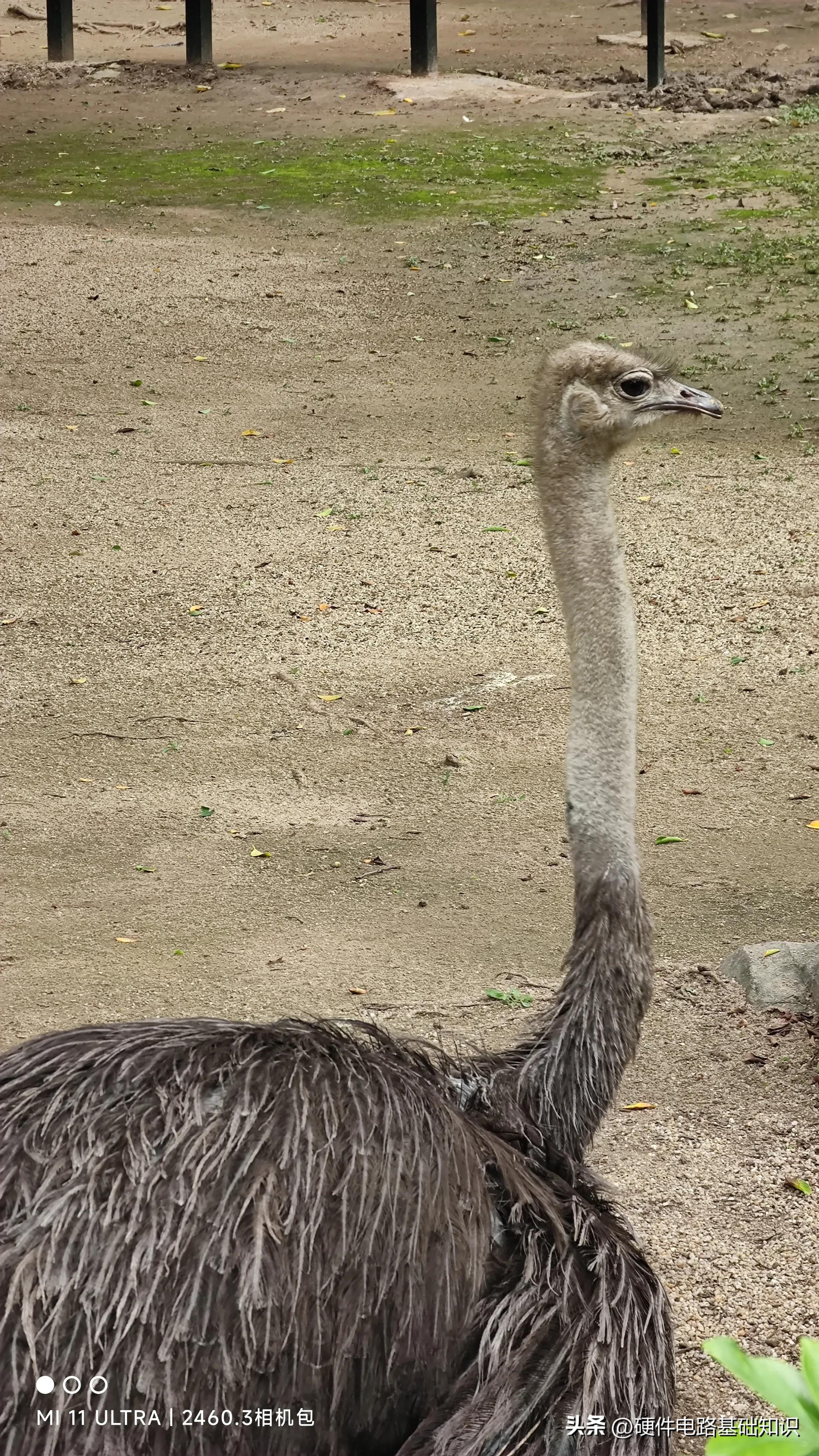 五一广州动物园人挤人的一天,广州动物园有序开放