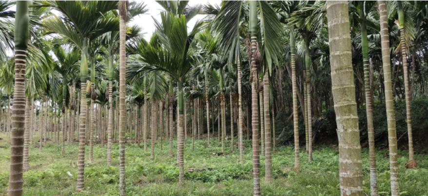 巨蟒报恩的真实事件,海南巨蟒为报主人救命之恩