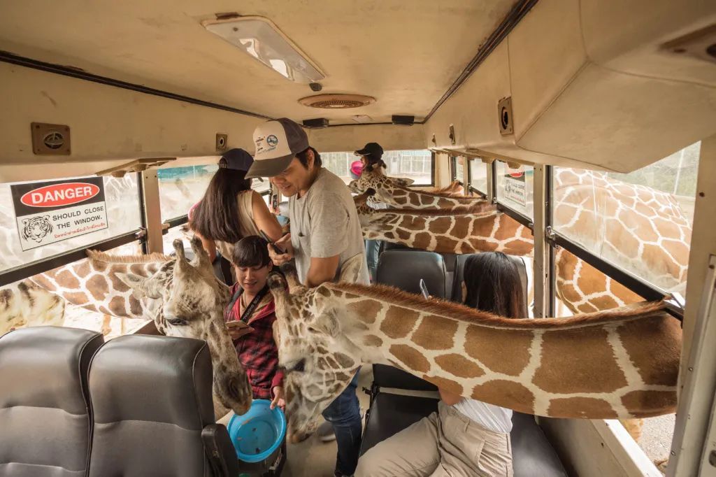 泰国曼谷旅游必去十大景区,泰国野生动物园亲子游