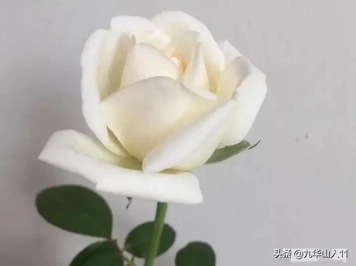 大花浓香勤花的月季品种,大花月季品种介绍大全图片及价格