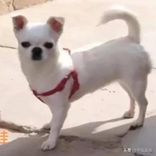 狗的种类常见宠物狗的品种及特点,宠物狗种类及特点