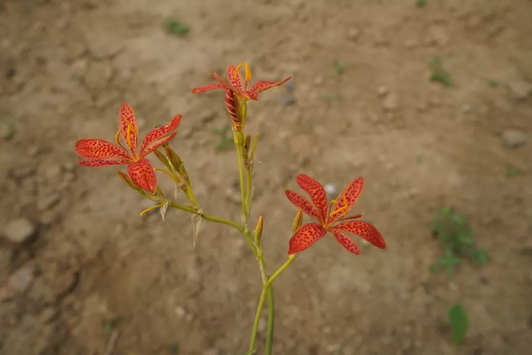 150种常见药用植物大全,150余种常见药用植物花期组图