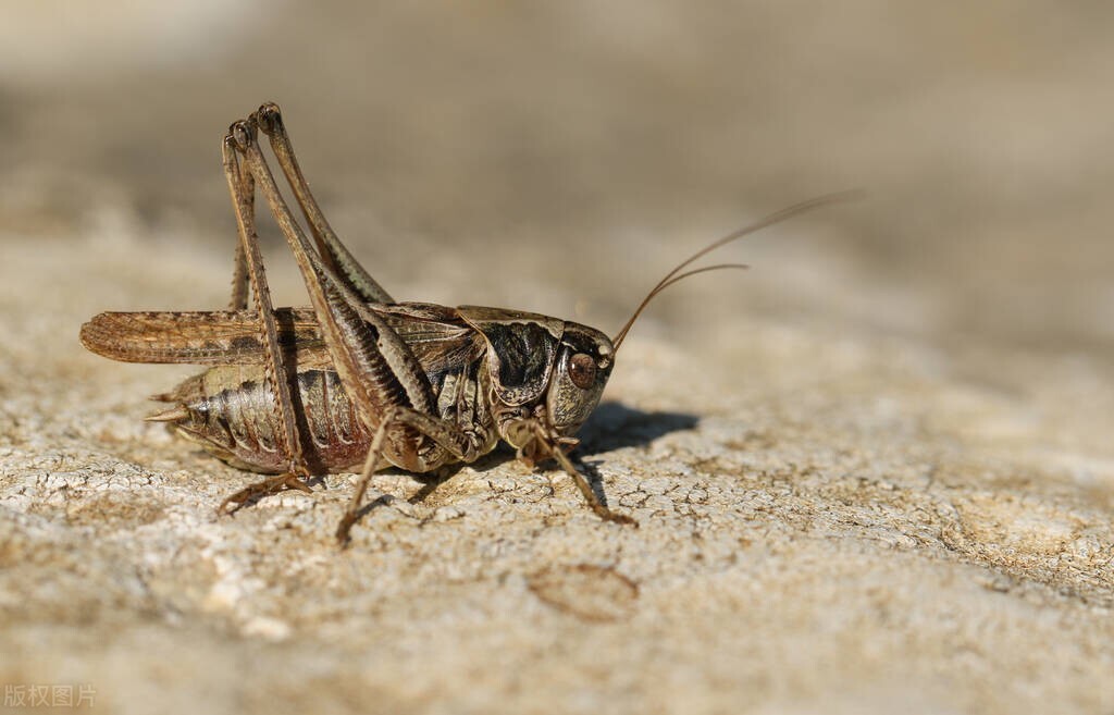 那一定是一只精力充沛、四肢健硕的蟋蟀，翅羽摩擦得有力而昂扬