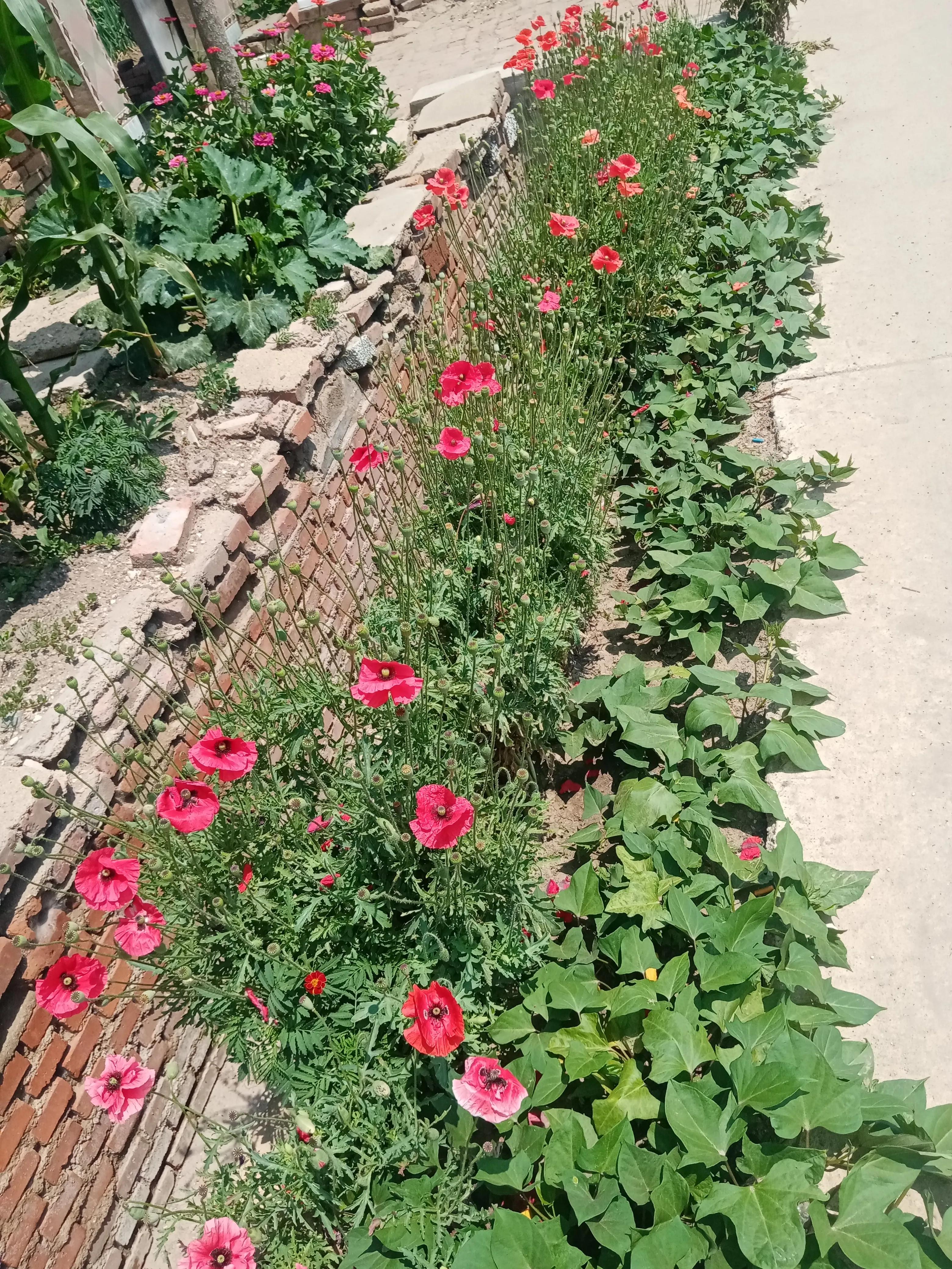 七律故乡情未了,七律故乡情唯美诗句自创