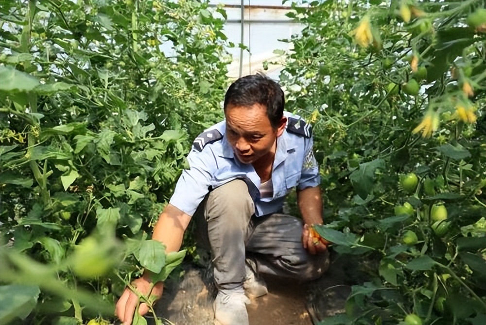商洛洛南崔雪峰：“智雁创富”托起乡村振兴致富梦