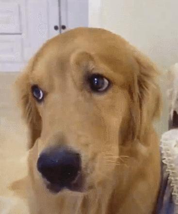 狗狗向你发出的8个求救信号,你知道狗狗有哪些求救信号吗