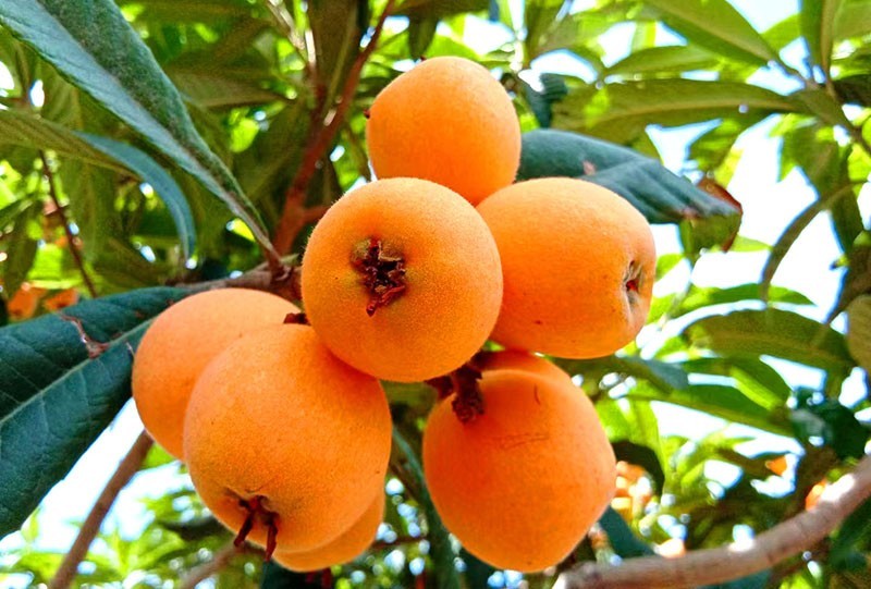 四川的高山枇杷是几月份采摘,屏山枇杷采摘园在哪里