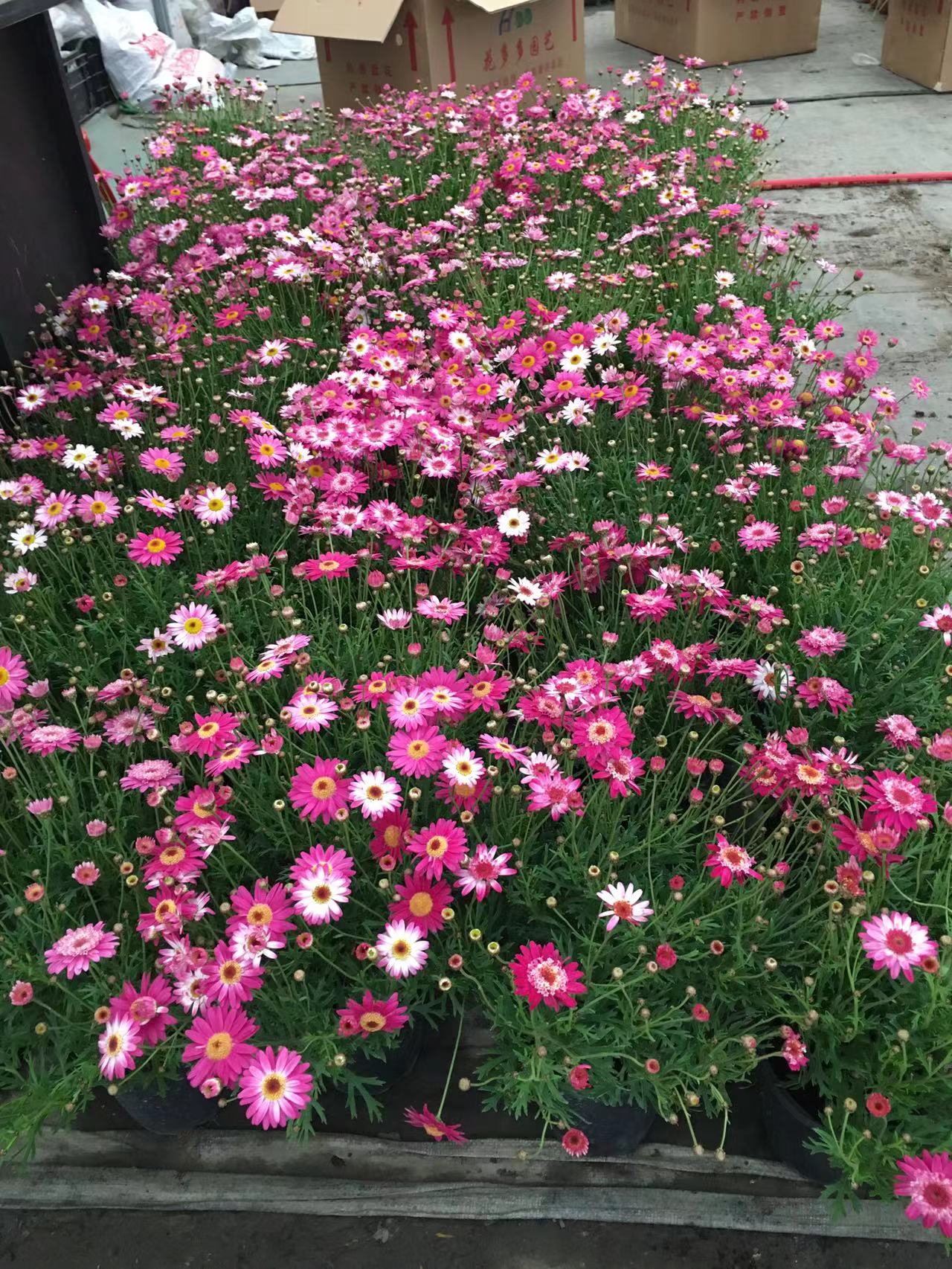 成都春天花卉市场哪里最便宜,成都温江区最便宜的花卉市场