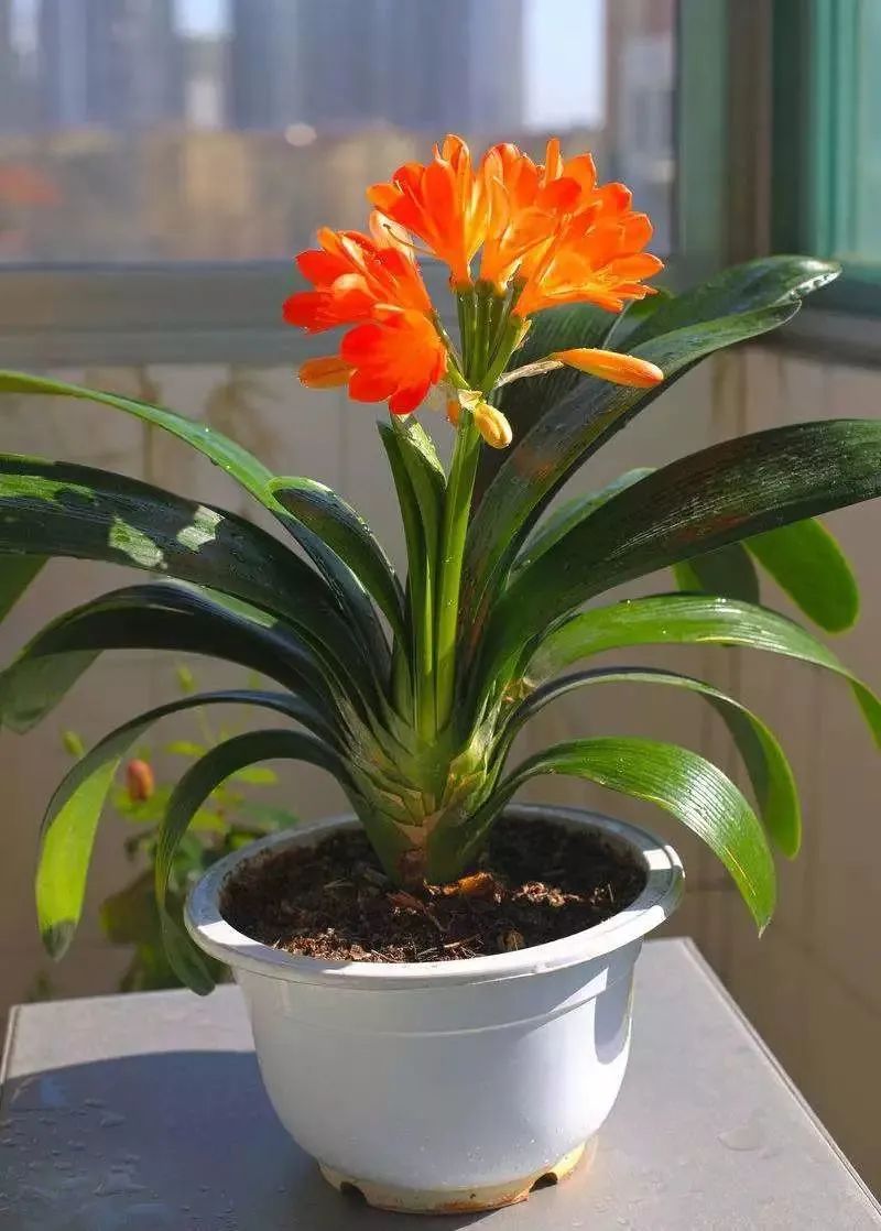 家里好养的绿植最新最流行的,家里好养的绿植推荐