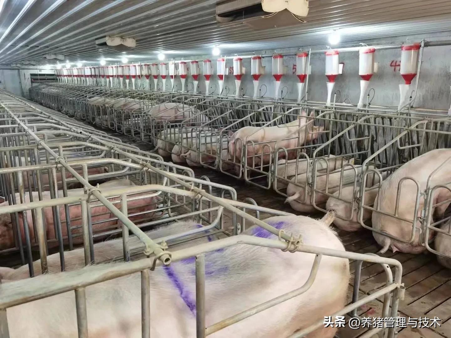 现代猪场猪怎么养殖的,养猪生产技术手册