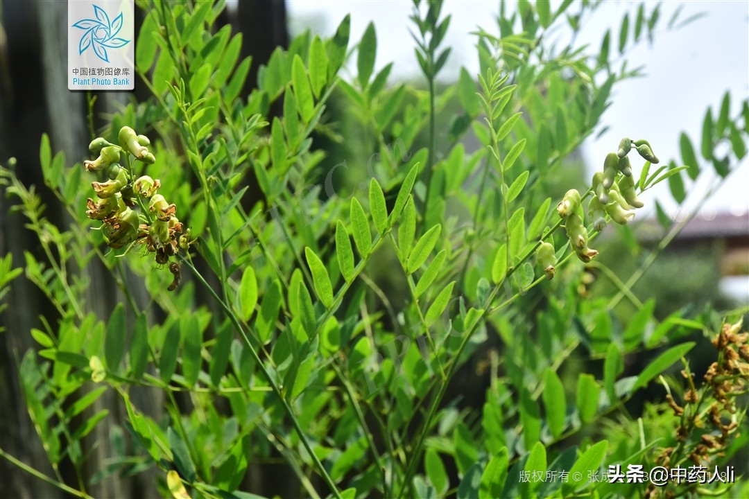 抗癌中草药十大排行榜,抗癌中草药十大名贵